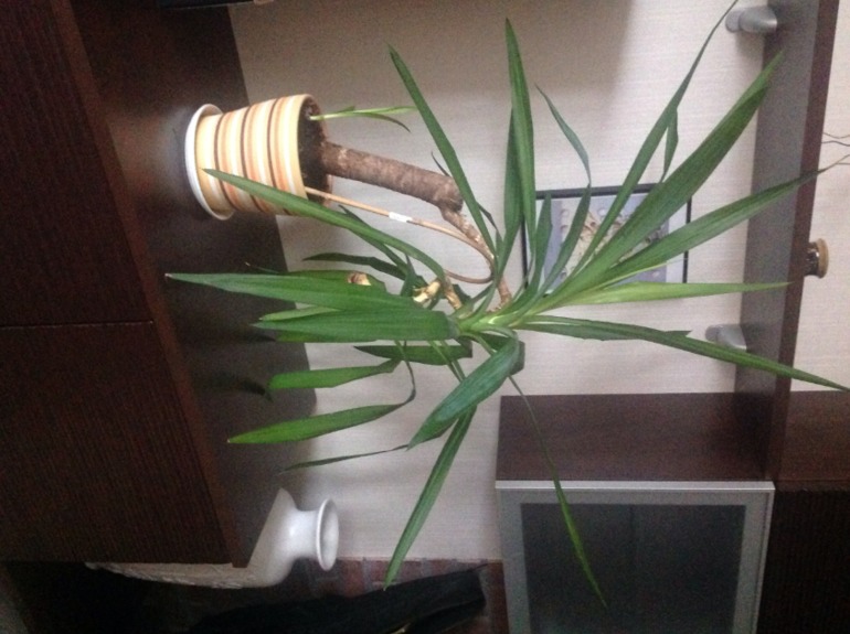 Юкка и ее размножение