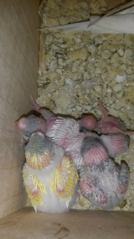 А мы уже с перьями)))