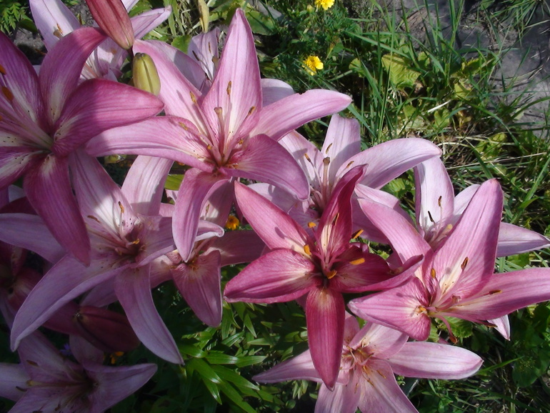 Задание №6 три способа цветокоррекции фотографии