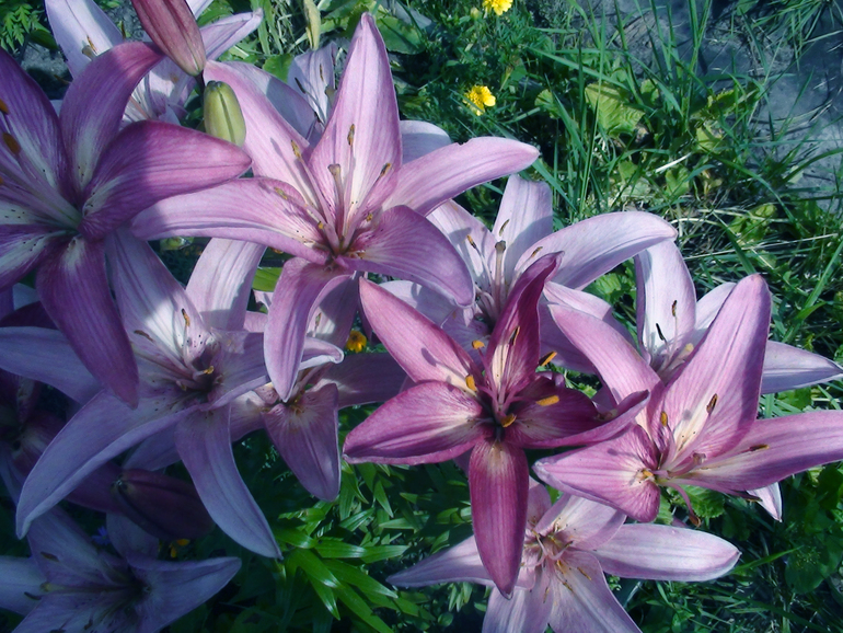 Задание №6 три способа цветокоррекции фотографии