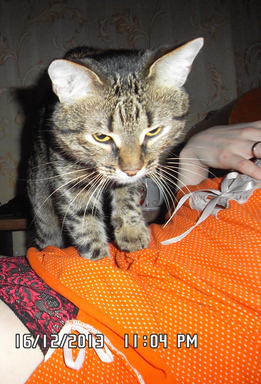 Удивил кот!