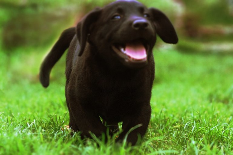 Маленький Лабр Гоша