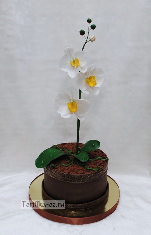 Торт Горшок с орхидеей