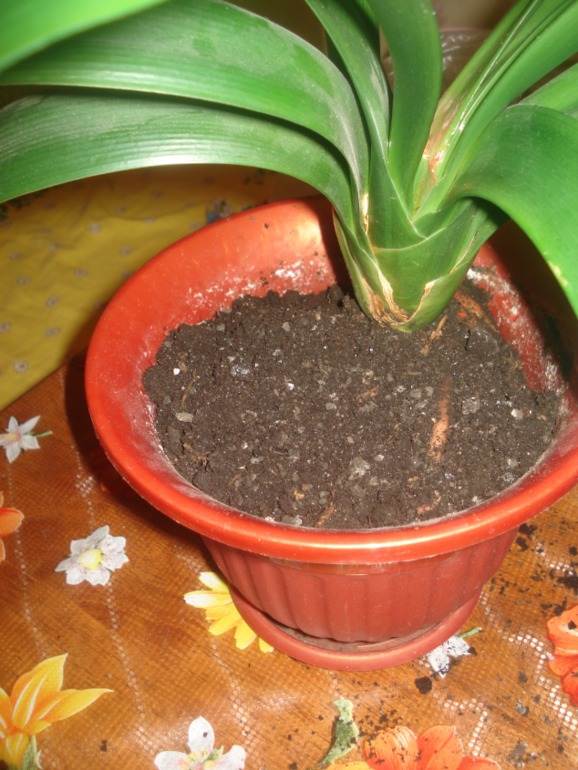 Кливия гниет