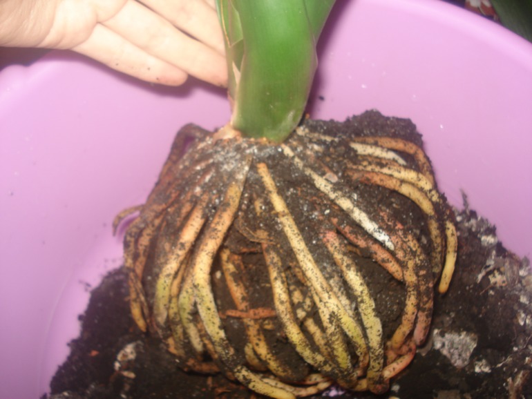 Кливия гниет