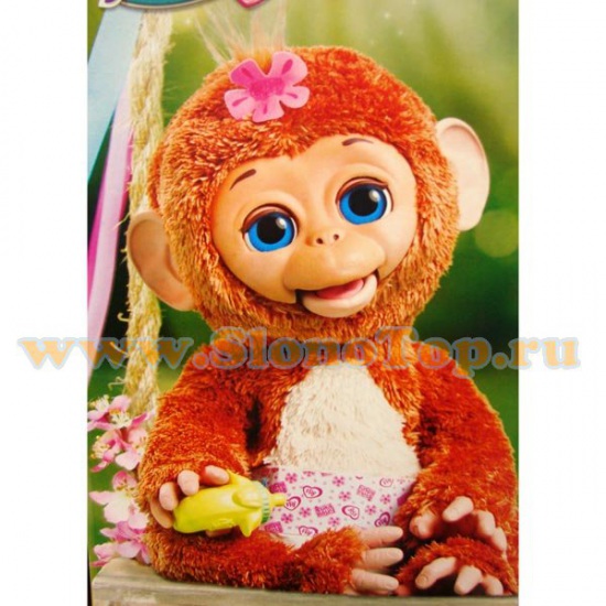 Помогите выбрать обезьянку!