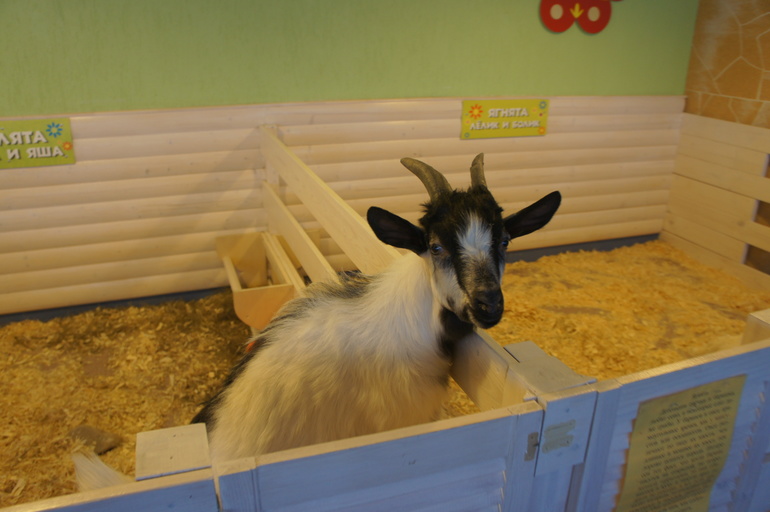 Случайный зоопарк