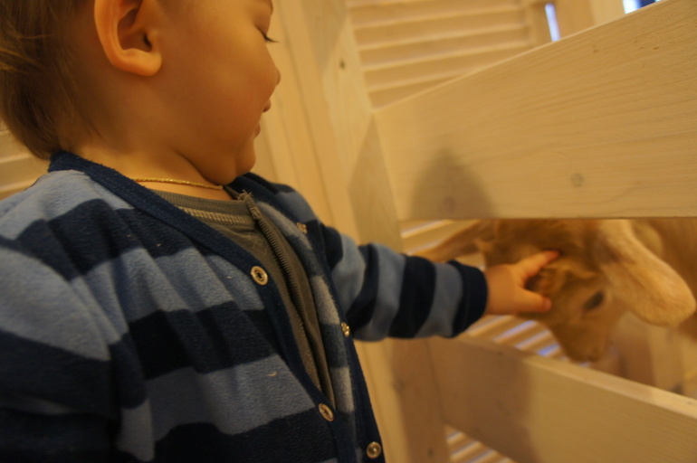 Случайный зоопарк