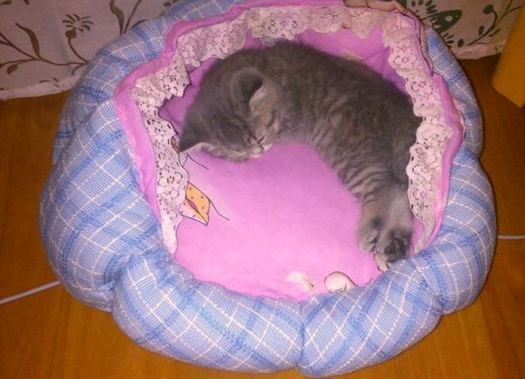 подарок для любимца своими руками!