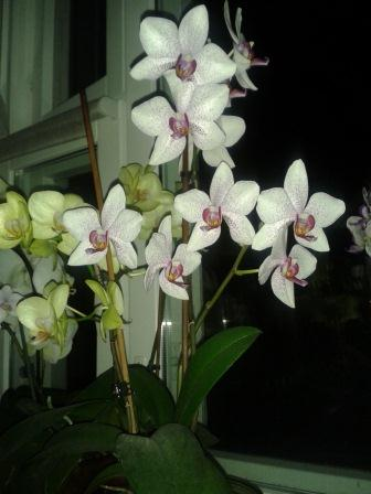 размножение орхидей