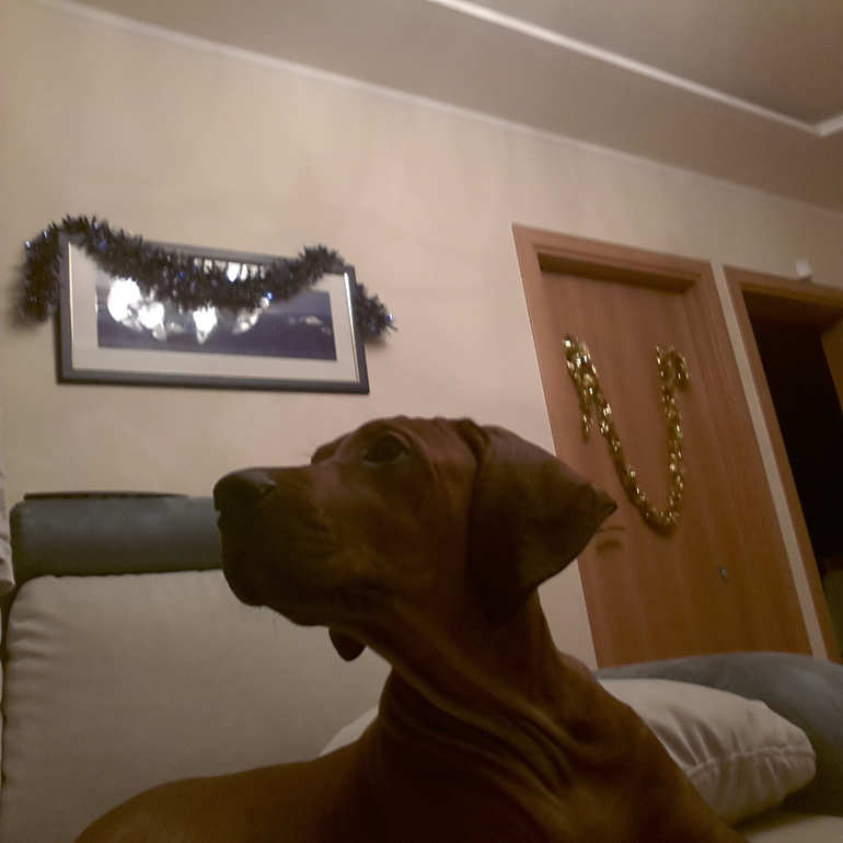 Булка, Шаня, Стёпа