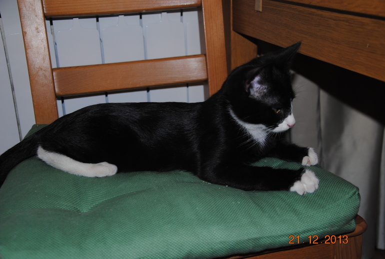 В добрые руки!!