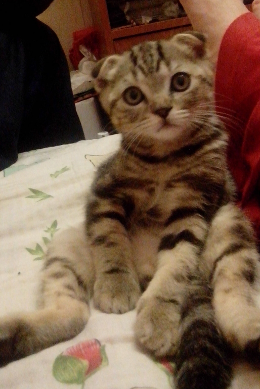 Участвуем в конкурсе с Арахисом.