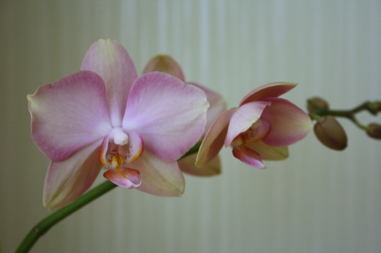 моя орхидейка