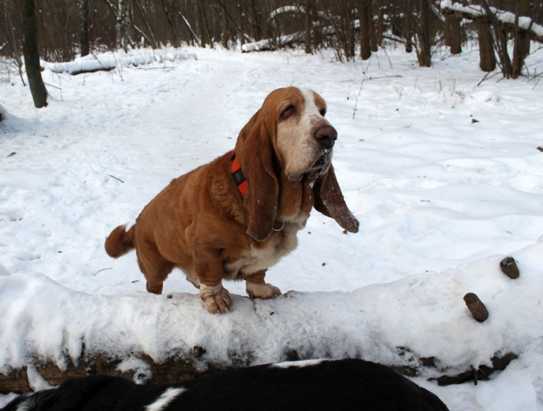 Басофотки:)