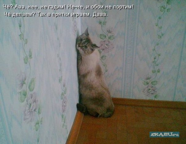 Картинки (много)