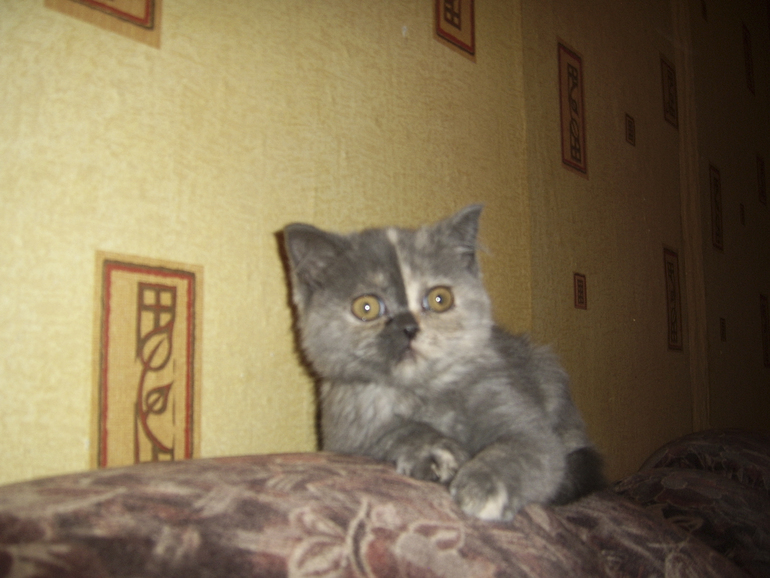 Миледи)