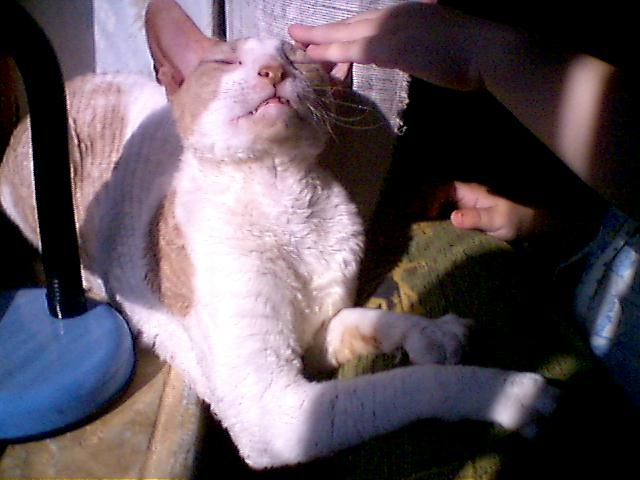 Котейка  Фентос : ) Феня