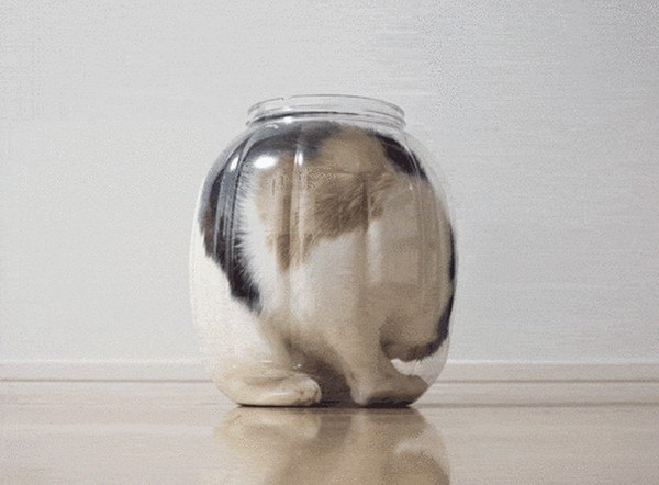 Жидкие коты ^_^
