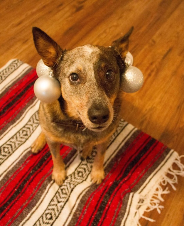 Новогодний пес)))
