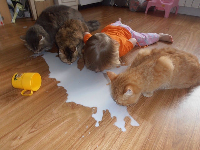 Коты и Карапузы
