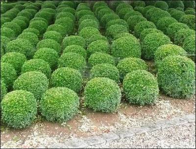 Самшыт