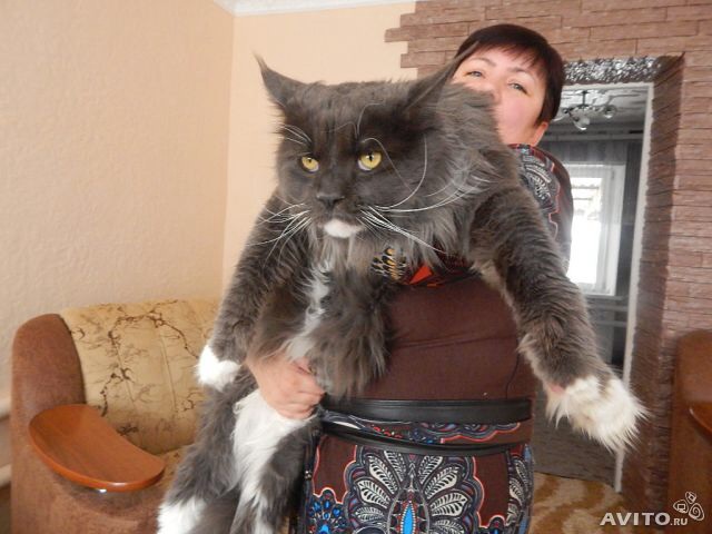 Ох уж эти коты)