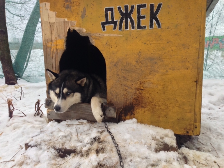 В гостях у хаски)