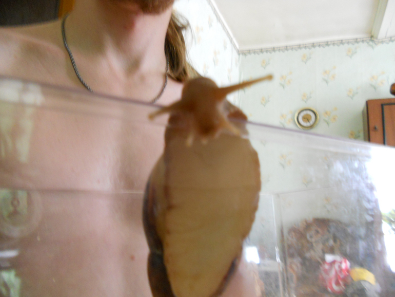 улитка