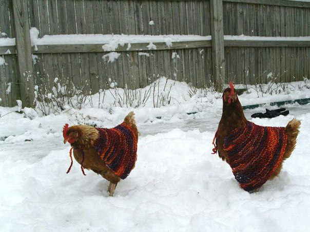 курам на смех)
