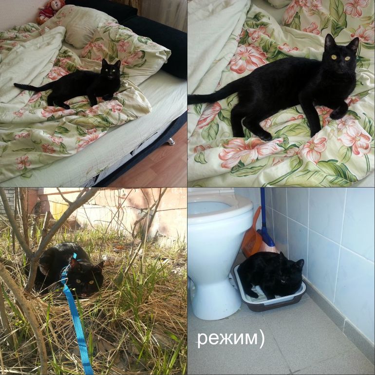 Прививки коту