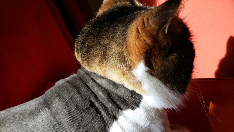 Коты стриженные обсохшие
