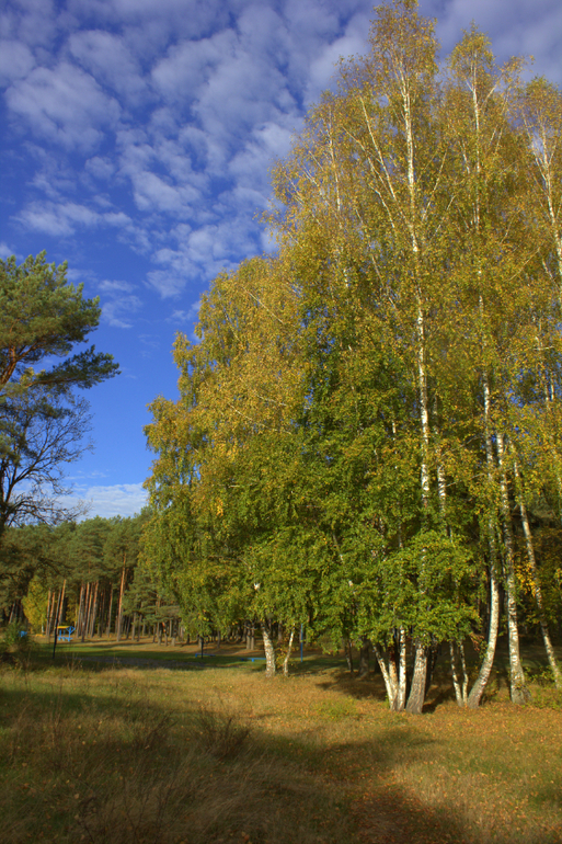 Барановичи. Осень 2013 г