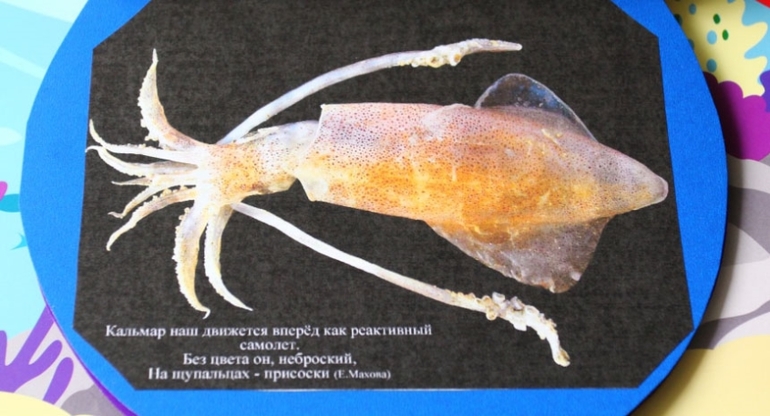 Книга о водных обитателях из картона