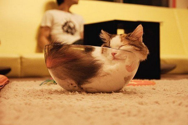 Жидкие коты ^_^