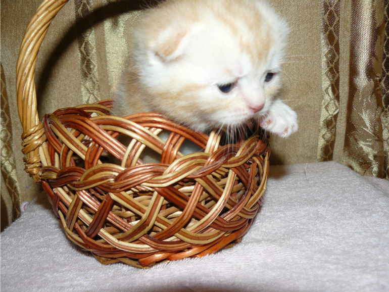 Котята,когда и как что делать?