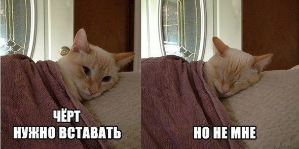 О кошках и не только...