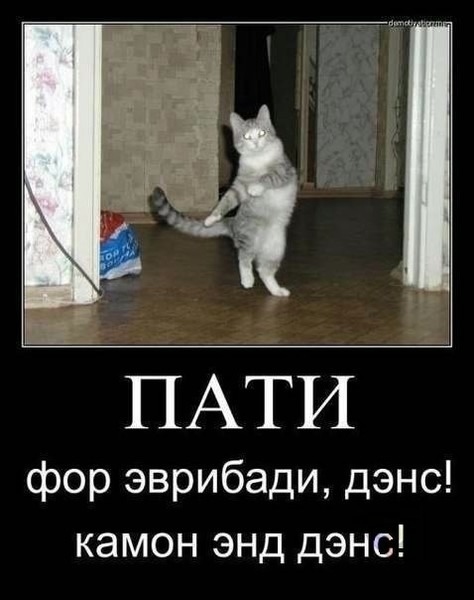 О кошках и не только...
