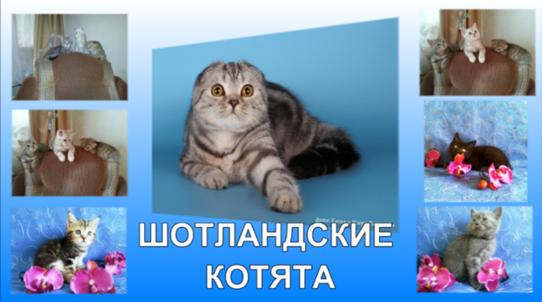 Чистокровные шотландские котята