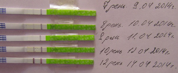 Овуляция