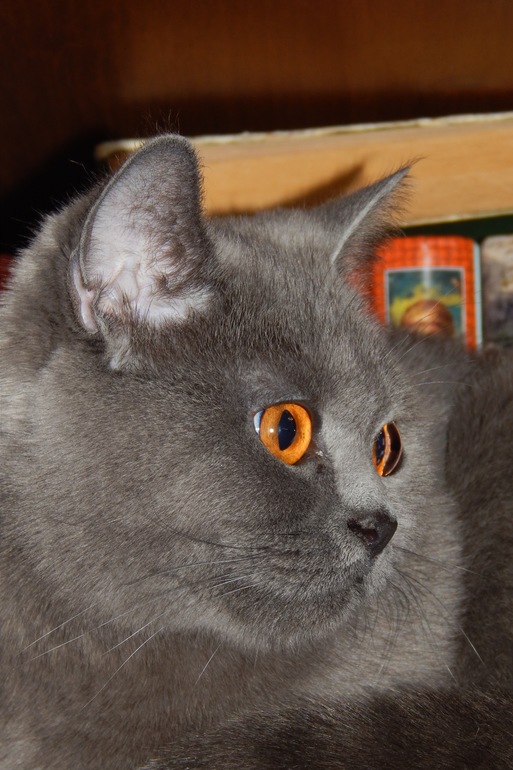 Кот.