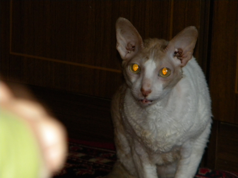 Котейка Фентос : ) Феня
