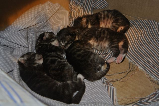 отдам котят Орехово