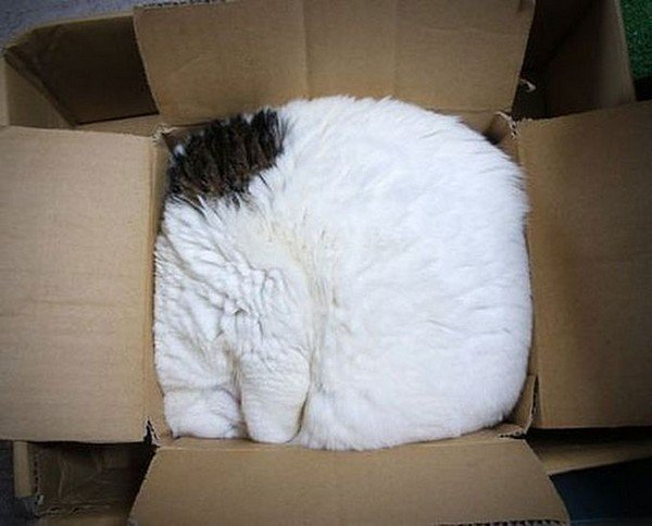 Жидкие коты ^_^