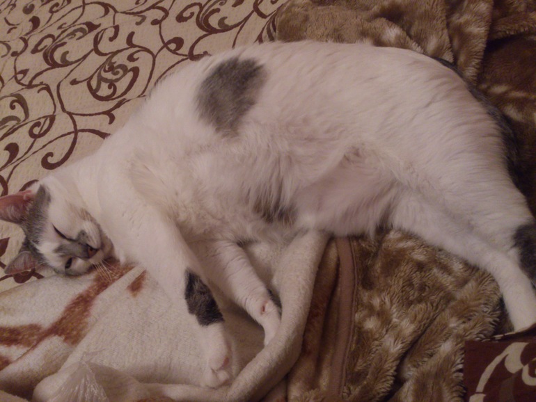Кошка!!