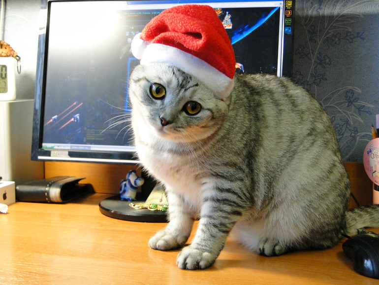 шапка для кота