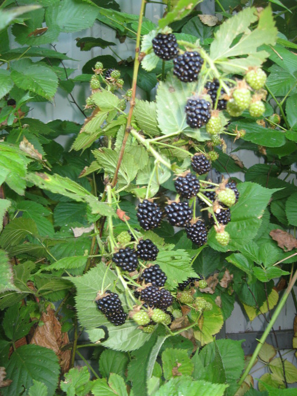 Ежевичное