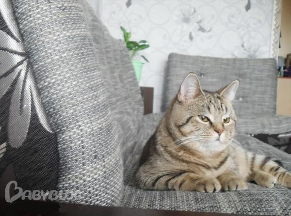 Когда в доме кот - шерсть...