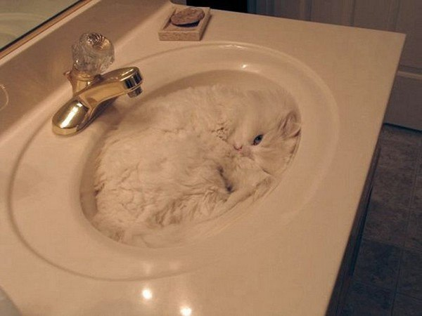 Жидкие коты ^_^
