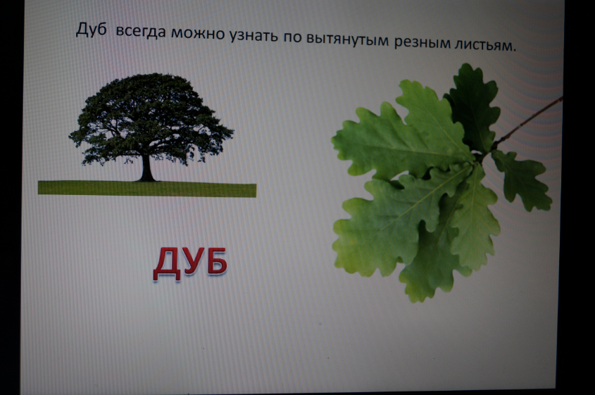 ТН Деревья. День 1. Лиственные деревья.